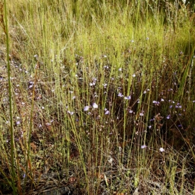 Utricularia dichotoma (Fairy Aprons, Purple Bladderwort) at High Range, NSW - 21 Dec 2022 by GlossyGal