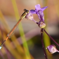 Ischnura aurora (Aurora Bluetail) at High Range, NSW - 20 Dec 2022 by Curiosity