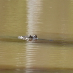 Crocodylus johnstoni (Freshwater Crocodile) at Kelso, QLD - 4 Dec 2022 by TerryS