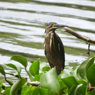 Butorides striata (Striated Heron) at Cranbrook, QLD - 26 Dec 2022 by TerryS