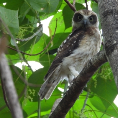 Ninox boobook (Southern Boobook) at Cranbrook, QLD - 26 Dec 2022 by TerryS