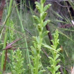 Microtis unifolia (Common Onion Orchid) at Weetangera, ACT - 20 Dec 2022 by sangio7