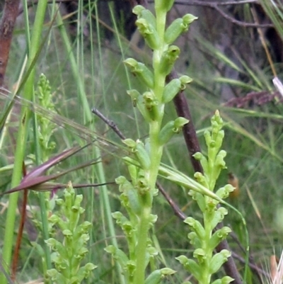 Microtis unifolia (Common Onion Orchid) at Weetangera, ACT - 21 Dec 2022 by sangio7