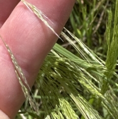 Lachnagrostis filiformis (Blown Grass) at Aranda, ACT - 26 Dec 2022 by lbradley