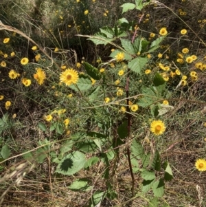 Rubus fruticosus agg. complex at Hackett, ACT - 24 Dec 2022