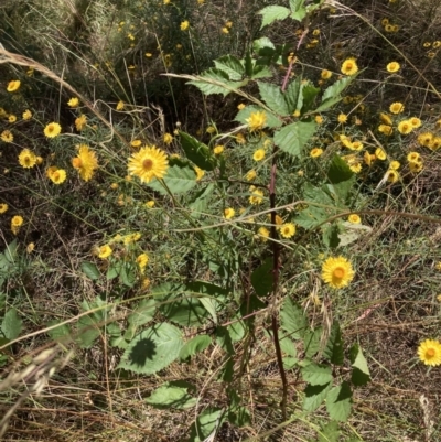 Rubus fruticosus species aggregate (Blackberry) at Hackett, ACT - 24 Dec 2022 by waltraud