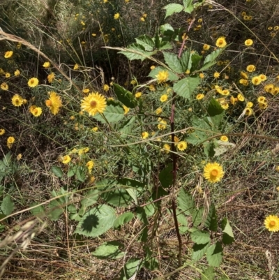 Rubus fruticosus agg. complex (Blackberry) at Hackett, ACT - 24 Dec 2022 by waltraud