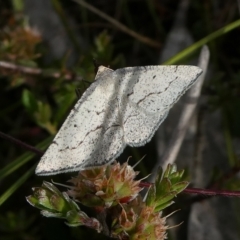 Taxeotis (genus) (Unidentified Taxeotis geometer moths) at QPRC LGA - 16 Nov 2022 by arjay