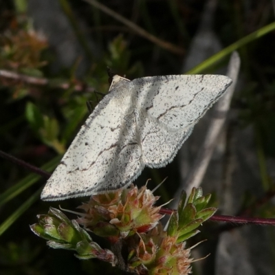 Taxeotis (genus) (Unidentified Taxeotis geometer moths) at QPRC LGA - 15 Nov 2022 by arjay