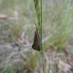 Syncometes vilis (Barea Group) at Charleys Forest, NSW - 8 Nov 2022 by arjay