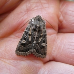 Mamestra dictyota (Well-marked Armyworm) at Charleys Forest, NSW - 26 Oct 2022 by arjay