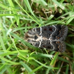 Proteuxoa sanguinipuncta (Blood-spotted Noctuid) at Mongarlowe River - 27 Feb 2022 by arjay