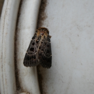 Proteuxoa sanguinipuncta at Charleys Forest, NSW - 18 Feb 2022