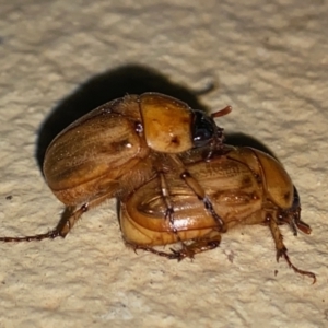 Cyclocephala signaticollis at Hughes, ACT - suppressed