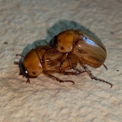 Cyclocephala signaticollis at Hughes, ACT - 24 Dec 2022