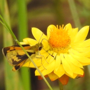 Ocybadistes walkeri at Kambah, ACT - 26 Dec 2022