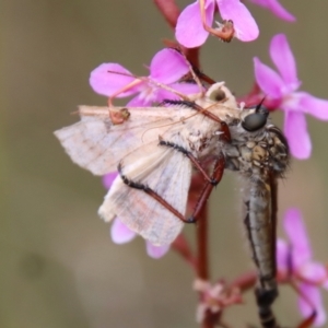 Zosteria sp. (genus) at Mongarlowe, NSW - 23 Dec 2022