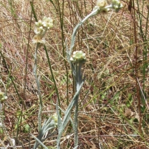 Pseudognaphalium luteoalbum at Weetangera, ACT - 21 Dec 2022