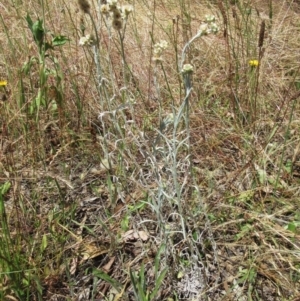 Pseudognaphalium luteoalbum at Weetangera, ACT - 21 Dec 2022