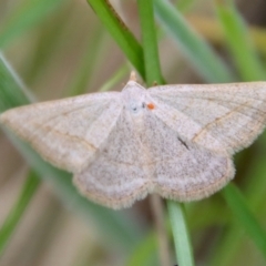 Taxeotis endela (Looper or geometer moth) at Mongarlowe River - 23 Dec 2022 by LisaH