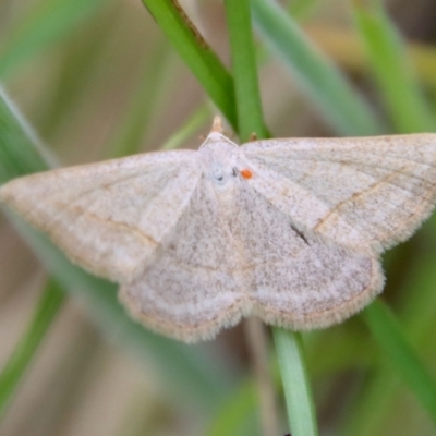 Taxeotis endela (Looper or geometer moth) at Mongarlowe, NSW - 23 Dec 2022 by LisaH