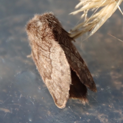 Pernattia pusilla (She-Oak Moth) at Moruya, NSW - 24 Dec 2022 by LisaH