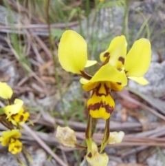 Diuris sulphurea (Tiger Orchid) at Namadgi National Park - 26 Dec 2022 by Venture