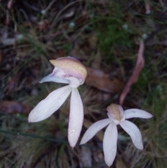 Caladenia moschata (Musky Caps) at Namadgi National Park - 26 Dec 2022 by Venture