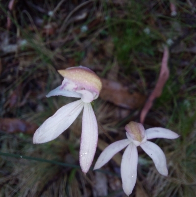 Caladenia moschata (Musky Caps) at Namadgi National Park - 26 Dec 2022 by Venture