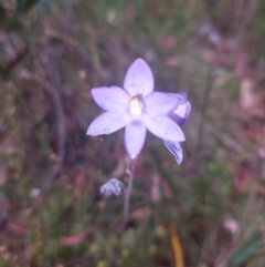 Thelymitra sp. (nuda complex) (Sun Orchid) at Namadgi National Park - 26 Dec 2022 by Venture