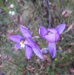 Thelymitra sp. (nuda complex) at Cotter River, ACT - 26 Dec 2022