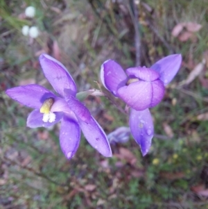 Thelymitra sp. (nuda complex) at Cotter River, ACT - 26 Dec 2022