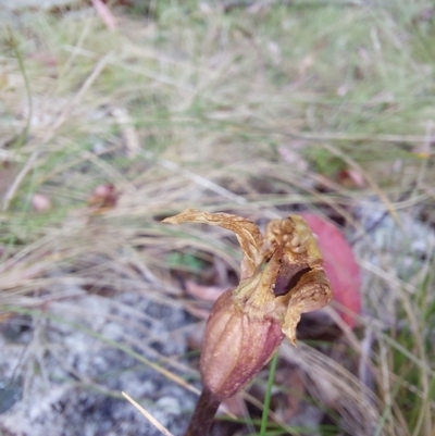 Chiloglottis sp. (A Bird/Wasp Orchid) at Namadgi National Park - 26 Dec 2022 by Venture