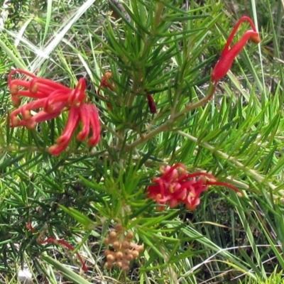 Grevillea juniperina subsp. fortis (Grevillea) at Molonglo Valley, ACT - 21 Dec 2022 by sangio7