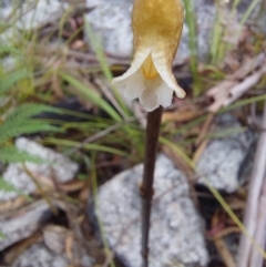 Gastrodia sp. (Potato Orchid) at Namadgi National Park - 26 Dec 2022 by Venture