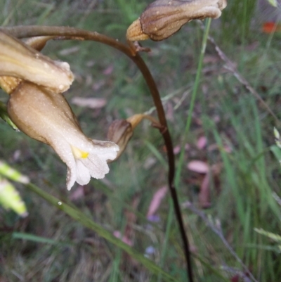 Gastrodia sesamoides (Cinnamon Bells) at Namadgi National Park - 26 Dec 2022 by Venture