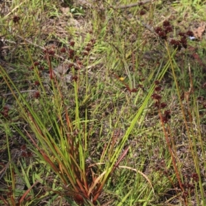 Juncus planifolius at Gundaroo, NSW - 26 Dec 2022 09:44 AM