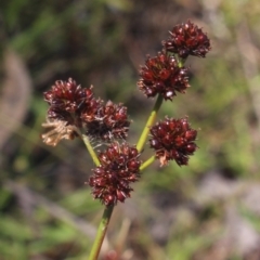 Juncus planifolius at Gundaroo, NSW - 26 Dec 2022