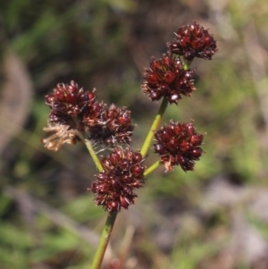 Juncus planifolius at Gundaroo, NSW - 26 Dec 2022