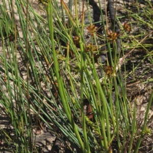 Juncus prismatocarpus at Gundaroo, NSW - 26 Dec 2022 09:41 AM