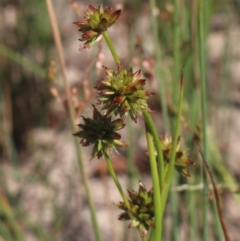 Juncus prismatocarpus at Gundaroo, NSW - 26 Dec 2022