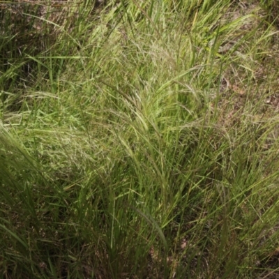 Lachnagrostis filiformis (Blown Grass) at MTR591 at Gundaroo - 17 Dec 2022 by MaartjeSevenster