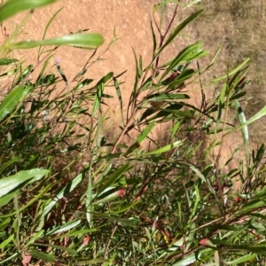 Dodonaea viscosa subsp. spatulata at Hackett, ACT - 24 Dec 2022