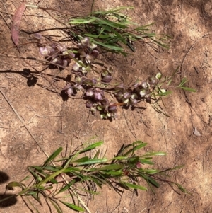 Dodonaea viscosa subsp. spatulata at Hackett, ACT - 24 Dec 2022