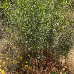 Dodonaea viscosa subsp. spatulata at Hackett, ACT - 24 Dec 2022