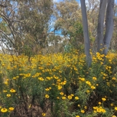 Xerochrysum viscosum (Sticky Everlasting) at Hackett, ACT - 24 Dec 2022 by waltraud