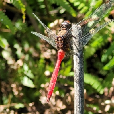 Orthetrum villosovittatum (Fiery Skimmer) at Nambucca Heads, NSW - 26 Dec 2022 by trevorpreston