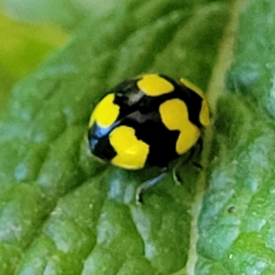 Illeis galbula (Fungus-eating Ladybird) at Nambucca Heads, NSW - 26 Dec 2022 by trevorpreston