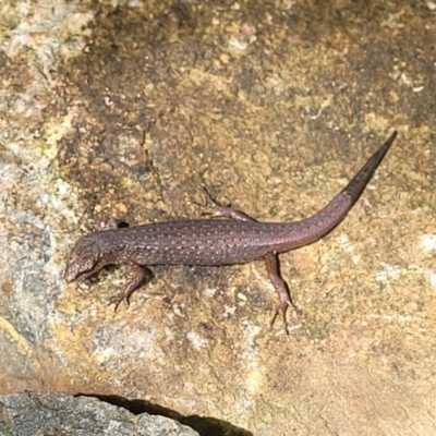 Saproscincus sp. (Shade Skinks) at Dorrigo Mountain, NSW - 26 Dec 2022 by trevorpreston