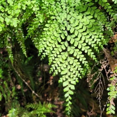 Adiantum formosum (Black Stem, Black-stem Maidenhair) at Dorrigo Mountain, NSW - 26 Dec 2022 by trevorpreston